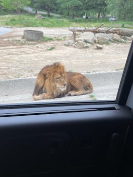 群馬サファリパークに投稿された画像（2021/5/7）