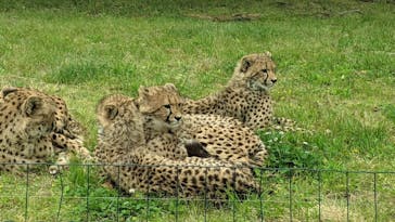 秋吉台自然動物公園 サファリランドに投稿された画像（2021/5/7）