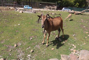 那須サファリパークに投稿された画像（2021/5/7）