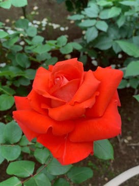 鳩山会館に投稿された画像（2021/5/7）