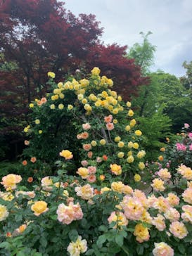 鳩山会館に投稿された画像（2021/5/7）