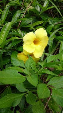 美らヤシパークオキナワ・東南植物楽園に投稿された画像（2021/5/7）