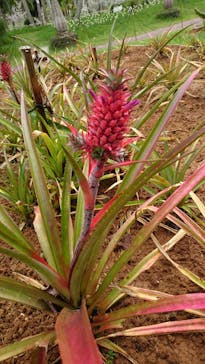 美らヤシパークオキナワ・東南植物楽園に投稿された画像（2021/5/7）