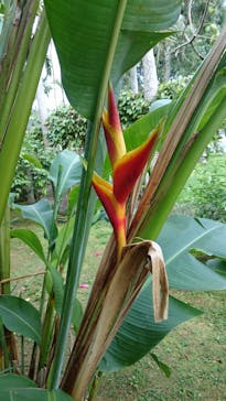 美らヤシパークオキナワ・東南植物楽園に投稿された画像（2021/5/7）