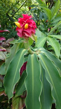 美らヤシパークオキナワ・東南植物楽園に投稿された画像（2021/5/7）