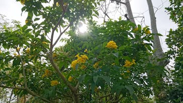 美らヤシパークオキナワ・東南植物楽園に投稿された画像（2021/5/7）