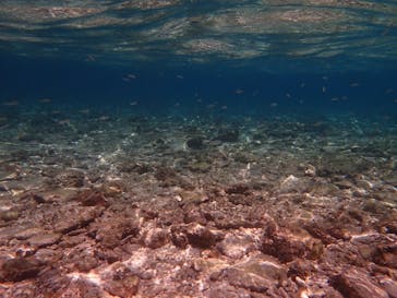 西表島 ADVENTURE PiPi（アドベンチャーピピ）に投稿された画像（2021/5/8）