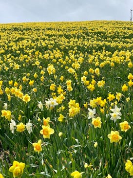 びわ湖バレイに投稿された画像（2021/5/8）