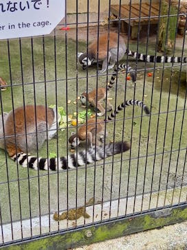 ネオパークオキナワに投稿された画像（2021/5/4）