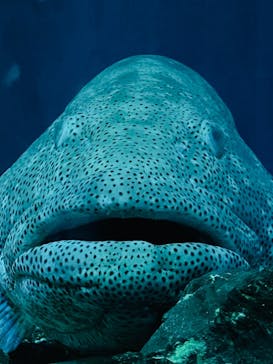 大分マリーンパレス水族館 「うみたまご」に投稿された画像（2021/5/8）