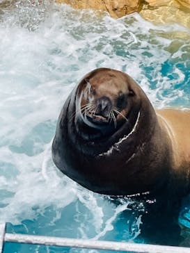 大分マリーンパレス水族館 「うみたまご」に投稿された画像（2021/5/8）