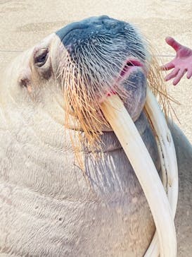 大分マリーンパレス水族館 「うみたまご」に投稿された画像（2021/5/8）