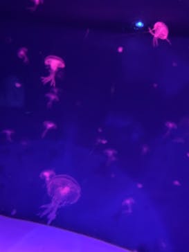 アクアワールド茨城県大洗水族館に投稿された画像（2021/5/8）