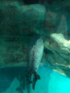 アクアワールド茨城県大洗水族館に投稿された画像（2021/5/8）