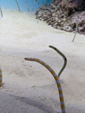 アクアワールド茨城県大洗水族館に投稿された画像（2021/5/8）