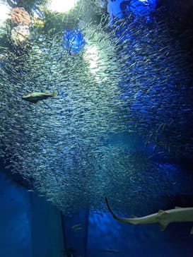 アクアワールド茨城県大洗水族館に投稿された画像（2021/5/8）