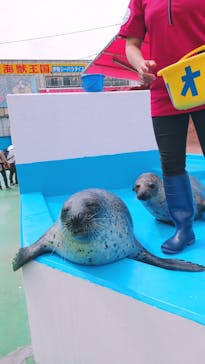 ゼロ距離水族館 伊勢シーパラダイスに投稿された画像（2021/5/8）