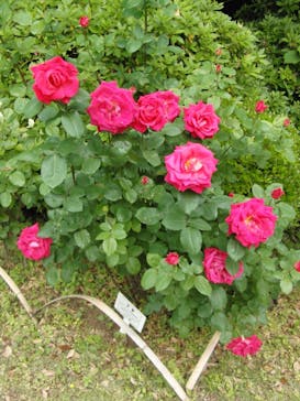 鳩山会館に投稿された画像（2021/5/8）