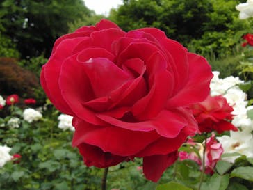 鳩山会館に投稿された画像（2021/5/8）