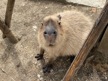 那須どうぶつ王国に投稿された画像（2021/5/8）