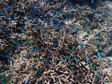 西表島 ADVENTURE PiPi（アドベンチャーピピ）に投稿された画像（2021/5/8）