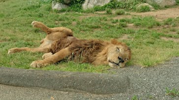 秋吉台自然動物公園 サファリランドに投稿された画像（2021/5/8）
