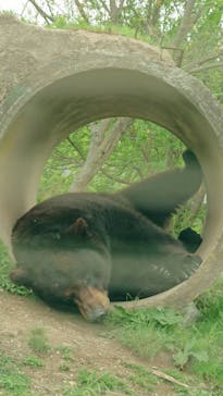 秋吉台自然動物公園 サファリランドに投稿された画像（2021/5/8）