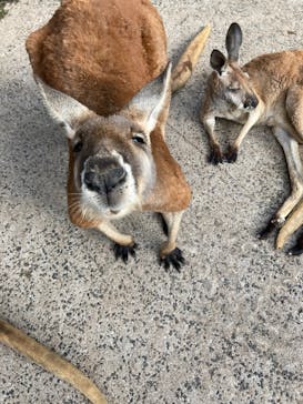 秋吉台自然動物公園 サファリランドに投稿された画像（2021/5/8）