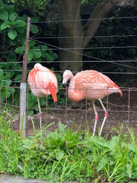 伊豆シャボテン動物公園に投稿された画像（2021/5/8）