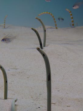 アクアワールド茨城県大洗水族館に投稿された画像（2021/5/8）