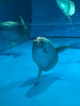 アクアワールド茨城県大洗水族館に投稿された画像（2021/5/8）