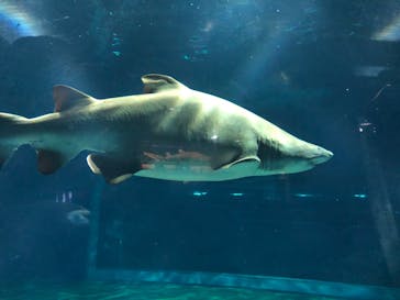 アクアワールド茨城県大洗水族館に投稿された画像（2021/5/8）