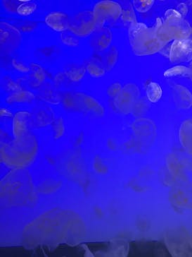 アクアワールド茨城県大洗水族館に投稿された画像（2021/5/8）