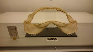 アクアワールド茨城県大洗水族館に投稿された画像（2021/5/9）