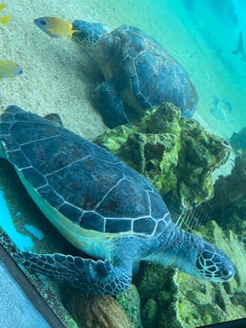 横浜・八景島シーパラダイスに投稿された画像（2021/5/9）