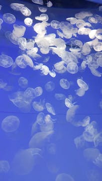 アクアワールド茨城県大洗水族館に投稿された画像（2021/5/9）