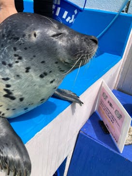 ゼロ距離水族館 伊勢シーパラダイスに投稿された画像（2021/5/9）