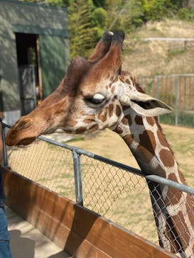 しろとり動物園に投稿された画像（2021/5/9）