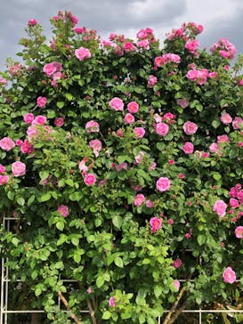 東武動物公園に投稿された画像（2021/5/9）