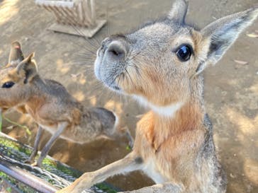 伊豆シャボテン動物公園に投稿された画像（2021/5/9）