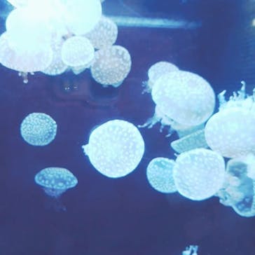 アクアワールド茨城県大洗水族館に投稿された画像（2021/5/9）