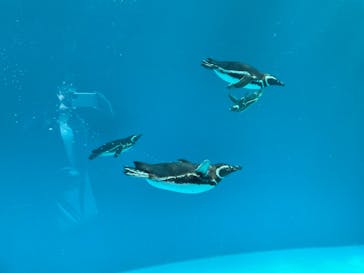 上越市立水族博物館 うみがたりに投稿された画像（2021/5/9）