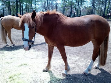 ノーザンホースパークに投稿された画像（2021/5/9）