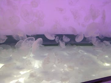 アクアワールド茨城県大洗水族館に投稿された画像（2021/5/9）