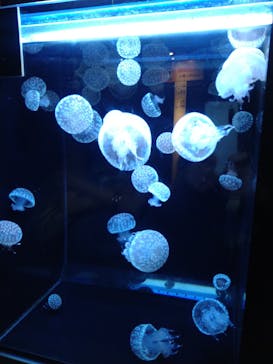 アクアワールド茨城県大洗水族館に投稿された画像（2021/5/9）