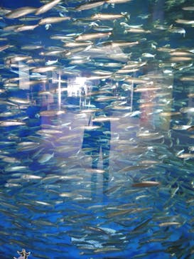 アクアワールド茨城県大洗水族館に投稿された画像（2021/5/9）