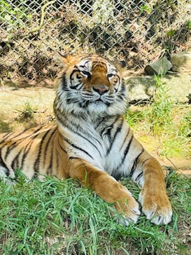 秋吉台自然動物公園 サファリランドに投稿された画像（2021/5/9）