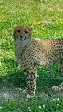 秋吉台自然動物公園 サファリランドに投稿された画像（2021/5/9）