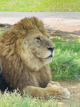 秋吉台自然動物公園 サファリランドに投稿された画像（2021/5/9）