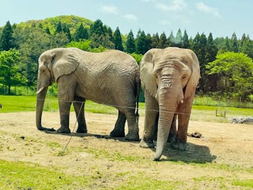 秋吉台自然動物公園 サファリランドに投稿された画像（2021/5/9）